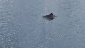 Porpoises in Littlebelt near Middelfart seen on whale watching